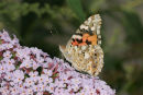 06-7766 Painted lady Butterfly (Vanessa cardui)